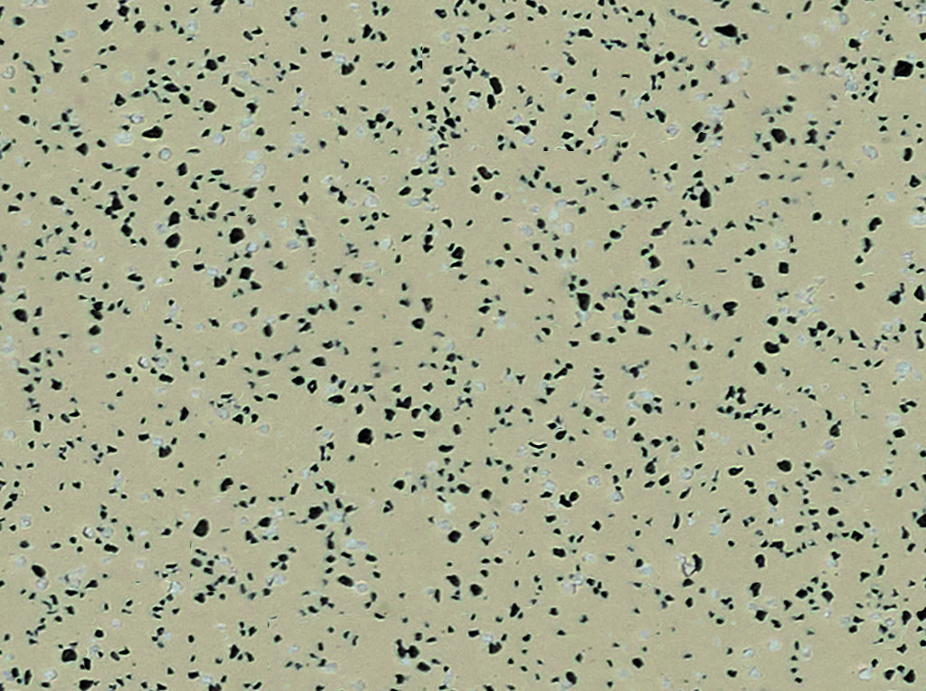 Wild Mushroom Vinyl Flooring 4600 Wild Mushroom Vinyl Flooring 4600