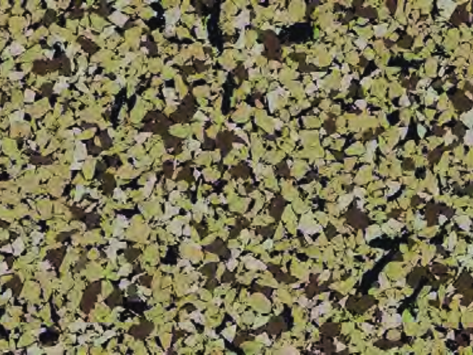 Desert Palm Rubber Flooring Tile 2606 Desert Palm Rubber Flooring Tile 2606